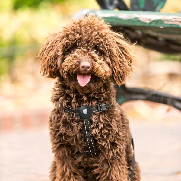 Halsband houder inclusief AirTag